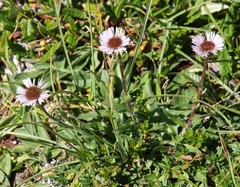 Erigeron alpinus