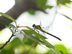 Heliogomphus retroflexus