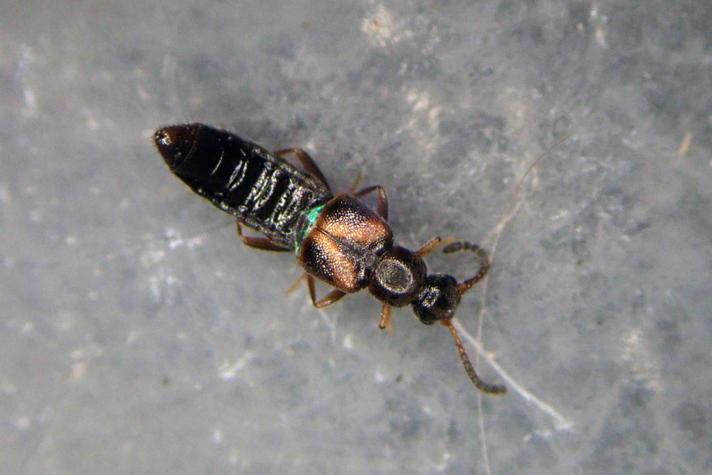 Bolitocharina