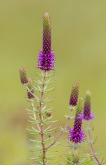 Pogostemon deccanensis