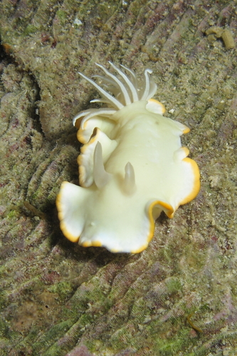 メレンゲウミウシ