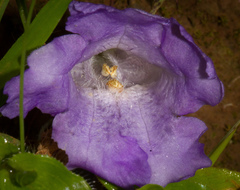 Strobilanthes sessilis