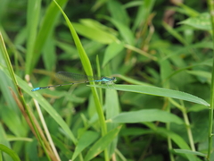 Aciagrion migratum