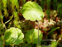 Hydrocotyle vulgaris
