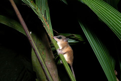 Mexican Mouse Opossum photo 3