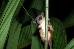 Mexican Mouse Opossum photo 2