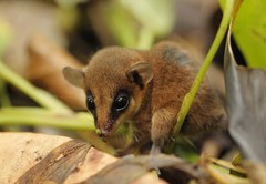 Mexican Mouse Opossum photo 4
