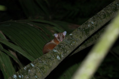 Derby's Woolly Opossum photo 3
