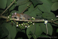 Derby's Woolly Opossum photo 5