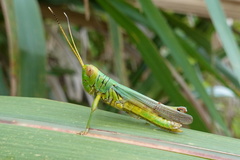 Hieroglyphus annulicornis
