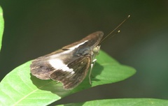 Eulaceura osteria
