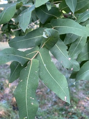 Angophora subvelutina