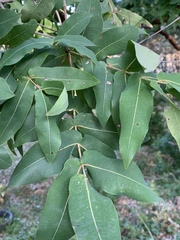 Angophora subvelutina