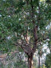 Angophora subvelutina