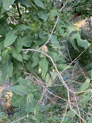 Angophora subvelutina