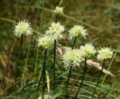 Allium ochroleucum