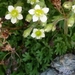 Saxifraga exarata exarata - Photo (c) Bob, some rights reserved (CC BY-NC), uploaded by Bob