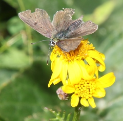 Lycaena tityrus subalpina