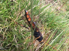 Urocerus gigas