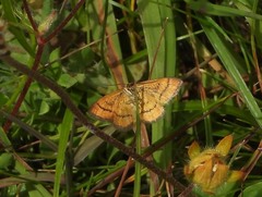 Idaea flaveolaria