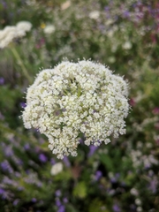 Silphiodaucus hispidus