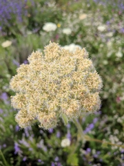 Silphiodaucus hispidus