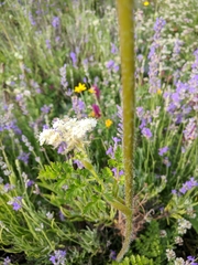 Silphiodaucus hispidus