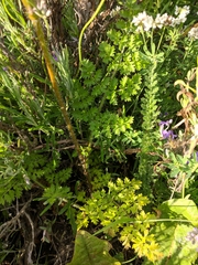 Silphiodaucus hispidus