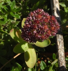 Hylotelephium anacampseros