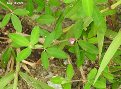 Kummerowia stipulacea
