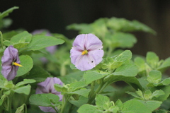 Lycianthes dejecta