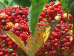 Cupha erymanthis erymanthis