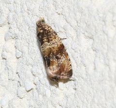 Celypha flavipalpana