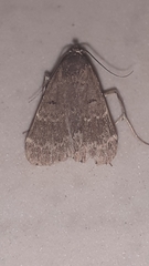 Noctuoidea