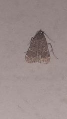 Noctuoidea