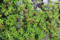 Rhododendron tolmachevii