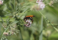 Parabatozonus lacerticida