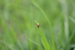 Misumenoides