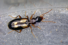 Calodromius spilotus
