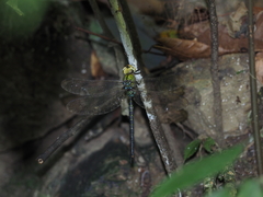 Gynacantha ryukyuensis