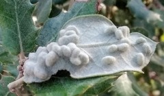 Dryomyia lichtensteinii