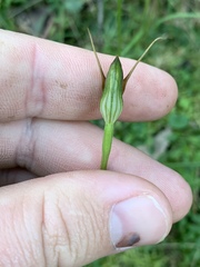 Pterostylis erecta
