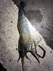 Macrobrachium rosenbergii