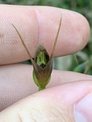 Pterostylis erecta