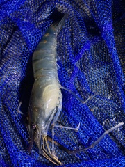 Macrobrachium rosenbergii