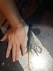 Macrobrachium rosenbergii