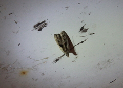 Dichomeris bilobella