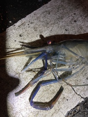 Macrobrachium rosenbergii