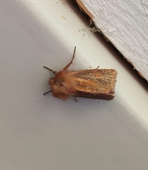 Denticucullus pygmina