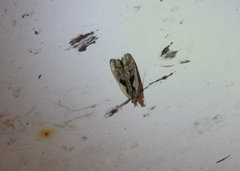 Dichomeris bilobella